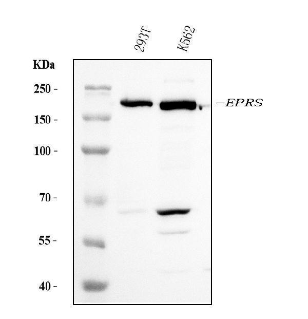 m02967 1 eprs1 primary antibodies wb testing 1