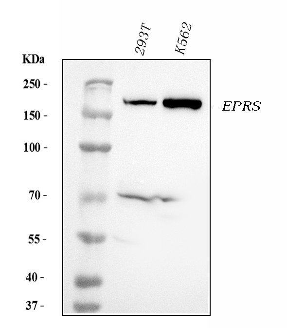 m02967 eprs1 primary antibodies wb testing 1