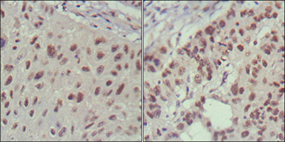 Immunohistochemistry validation of ISL1 using Anti-Islet-1 ISL1 Monoclonal Antibody (M02969-2)