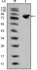 Western blotting validation for Anti-Islet-1 ISL1 Monoclonal Antibody M02969-2
Western Blot (WB) analysis using Islet-1 Monoclonal Antibody against full-length ISL1 (aa1-349)-hIgGFc transfected HEK293 cell lysate(1)