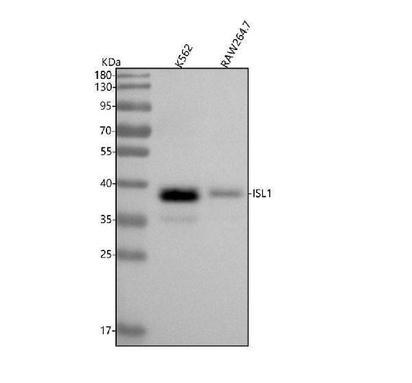  Western blot analysis of Islet 1 using anti-Islet 1 antibody (M02969)