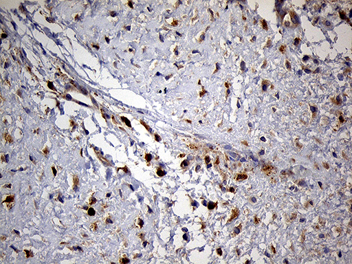 m02971 anti pygm mouse monoclonal antibody clone id oti5d1 ihc testing 4