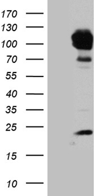 m02971 anti pygm mouse monoclonal antibody clone id oti5d1 wb testing 1