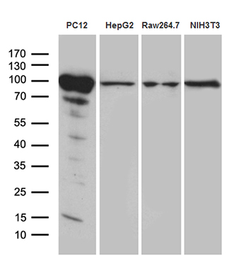 m02971 anti pygm mouse monoclonal antibody clone id oti5d1 wb testing 2
