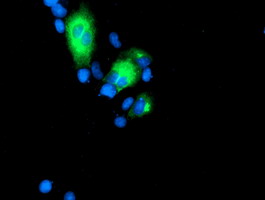 m02975 1 anti golph2 golm1 mouse monoclonal antibody clone id oti2d6 if testing 11