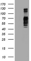 m02975 1 anti golph2 golm1 mouse monoclonal antibody clone id oti2d6 wb testing 1