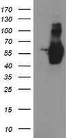 m02975 2 anti golph2 golm1 mouse monoclonal antibody clone id oti4b12 wb testing 1
