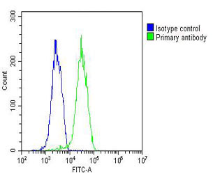 Overlay histogram showing HUVEC cells stained with M02977(green line)