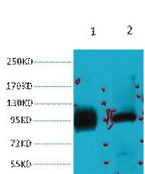 m02979 abcb5 primary antibodies wb testing 2