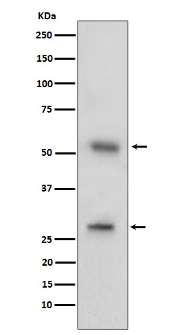 Western blot analysis of CD97 expression in human tonsil cell lysate