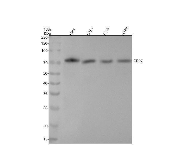 Western blot analysis of CD97 using anti-CD97 antibody (M02982)