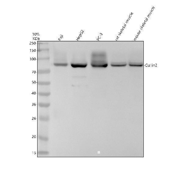 Western blot analysis of Cullin2 using anti-Cullin2 antibody (M02986-1)