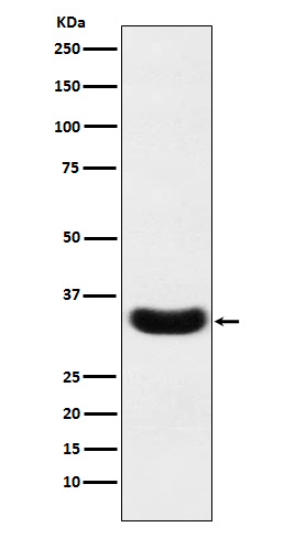 Western blot analysis of Scramblase 1 expression in A431 cell lysate
