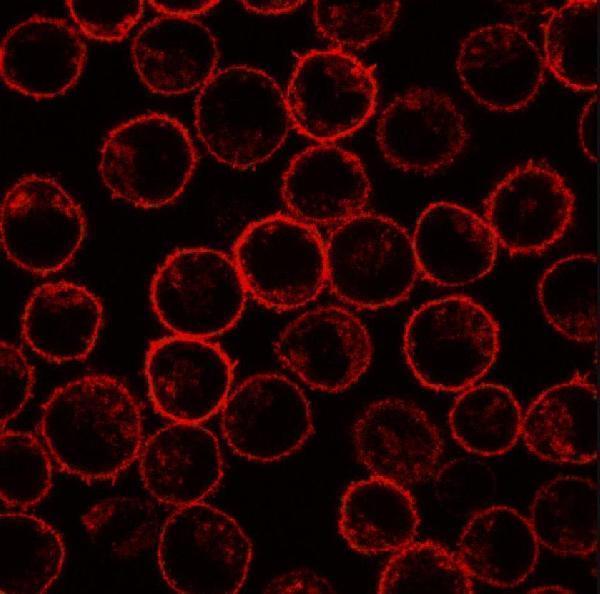 Immunofluorescence staining of PLSCR1 in rat basophilic leukemia (RBL) cell line using 13A6 (Tec-23) antibody