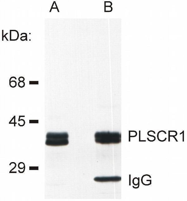 Detection of PLSCR1 in rat basophilic leukemia (RBL) cell line lysate (A) and in PLSCR1 immunoprecipitate from RBL lysate (B)