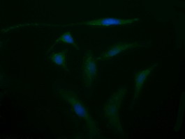 m02997 4 anti cd105 eng mouse monoclonal antibody clone id oti8a1 if testing 4