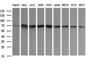 Western blot analysis of extracts (35ug) from 9 different cell lines by using anti-ENG monoclonal antibody (HepG2: human; HeLa: human; SVT2: mouse; A549: human; COS7: monkey; Jurkat: human; MDCK: canine; PC12: rat; MCF7: human)
