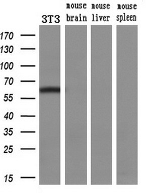 Western blot analysis of extracts (10ug) from a mouse cell line and 3 different mouse tissues by using anti-ENG monoclonal antibody (1:200)