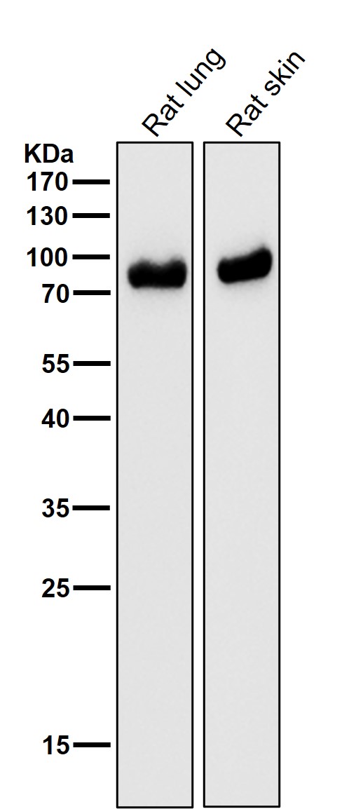 All lanes use the Antibody at 1:3K dilution for 1 hour at room temperature