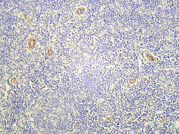 Human tonsil was stained with Anti-CD105 rabbit antibody