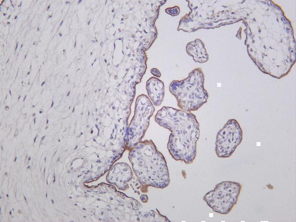Human placenta was stained with anti-CD105 rabbit antibody