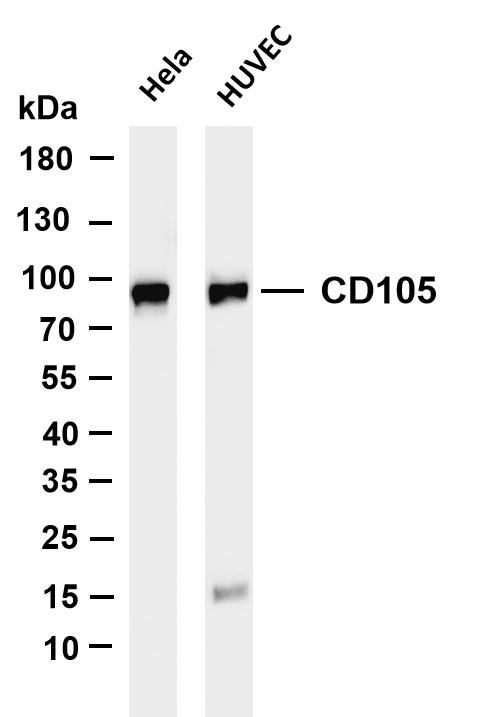Various whole cell lysates were separated by 4-20% SDS-PAGE, and the membrane was blotted with anti-CD105 antibody