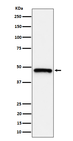 Western blot analysis of ING1 expression in HeLa cell lysate