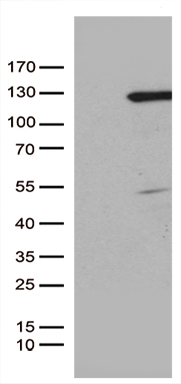 m03008 anti p107 rbl1 mouse monoclonal antibody clone id oti4e1 wb testing 1