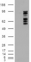 m03011 1 anti mapk6 mouse monoclonal antibody clone id oti1a9 wb testing 1