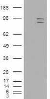 m03011 2 anti mapk6 mouse monoclonal antibody clone id oti5e1 wb testing 1