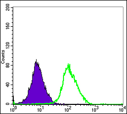 Flow cytometric analysis of Hela cells using ERK 3 Monoclonal Antibody (green) and negative control (purple)