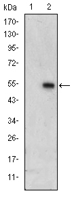 Western Blot analysis using ERK 3 Monoclonal Antibody against HEK293 (1) and ERK3-hIgGFc transfected HEK293 (2) cell lysate