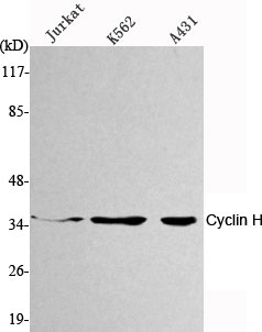 m03013 2 ccnh primary antibodies wb testing 1