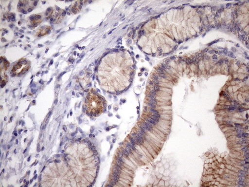m03015 1 anti egln2 mouse monoclonal antibody clone id oti7h3 ihc testing 3
