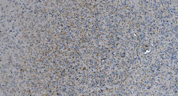 m03019 mag primary antibodies ihc testing 2