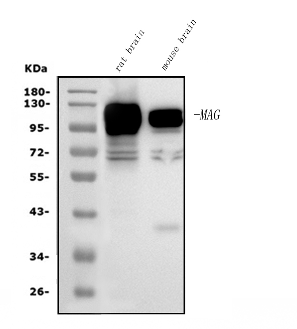 m03019 mag primary antibodies wb testing 1