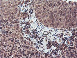 m03028 anti nln mouse monoclonal antibody clone id oti3h4 ihc testing 4