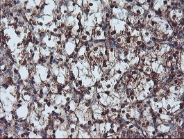m03028 anti nln mouse monoclonal antibody clone id oti3h4 ihc testing 6