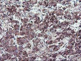 m03028 anti nln mouse monoclonal antibody clone id oti3h4 ihc testing 7