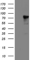HEK293T cells were transfected with the pCMV6-ENTRY control (Left lane) or pCMV6-ENTRY NLN (Right lane) cDNA for 48 hrs and lysed