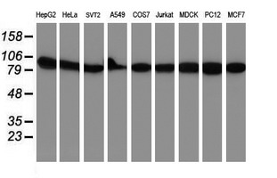 Western blot analysis of extracts (35ug) from 9 different cell lines by using anti-NLN monoclonal antibody (HepG2: human; HeLa: human; SVT2: mouse; A549: human; COS7: monkey; Jurkat: human; MDCK: canine; PC12: rat; MCF7: human)