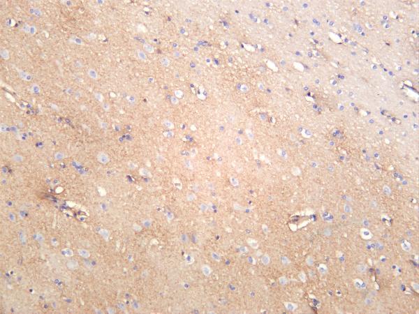 Human brain was stained with anti-xCT rabbit antibody