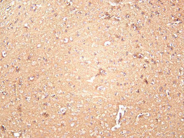 Mouse brain was stained with anti-xCT rabbit antibody