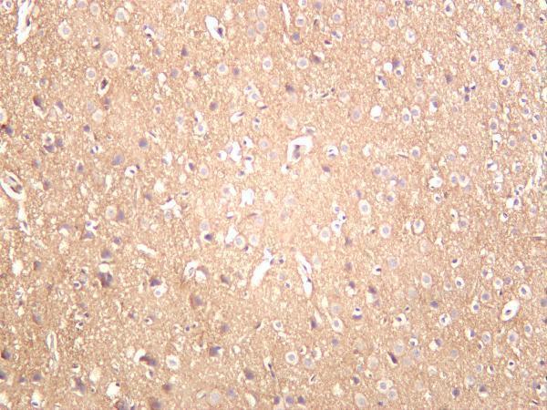 Rat brain was stained with anti-xCT rabbit antibody