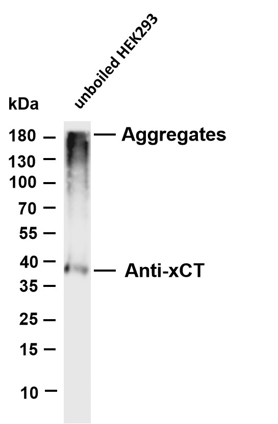 m03036 2 slc7a11 primary antibodies wb testing 1
