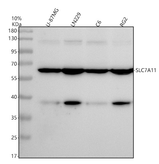 m03036 xct primary antibodies wb testing 2