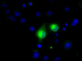 Anti-MSMB mouse monoclonal antibody (M03041-1) immunofluorescent staining of COS7 cells transiently transfected by pCMV6-ENTRY MSMB