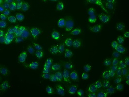 Immunofluorescent staining of HeLa cells using anti-mouse monoclonal antibody ()