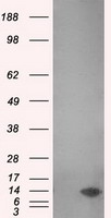 HEK293T cells were transfected with the pCMV6-ENTRY control (Left lane) or pCMV6-ENTRY MSMB (Right lane) cDNA for 48 hrs and lysed