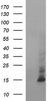 HEK293T cells were transfected with the pCMV6-ENTRY control (Left lane) or pCMV6-ENTRY MSMB (Right lane) cDNA for 48 hrs and lysed